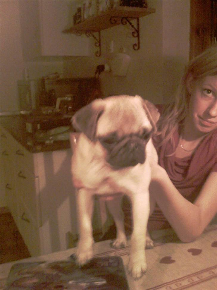 Mops Manse billede 2