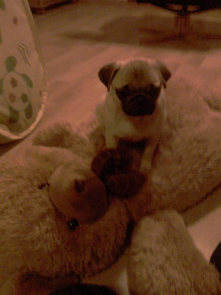 Mops Manse billede 3