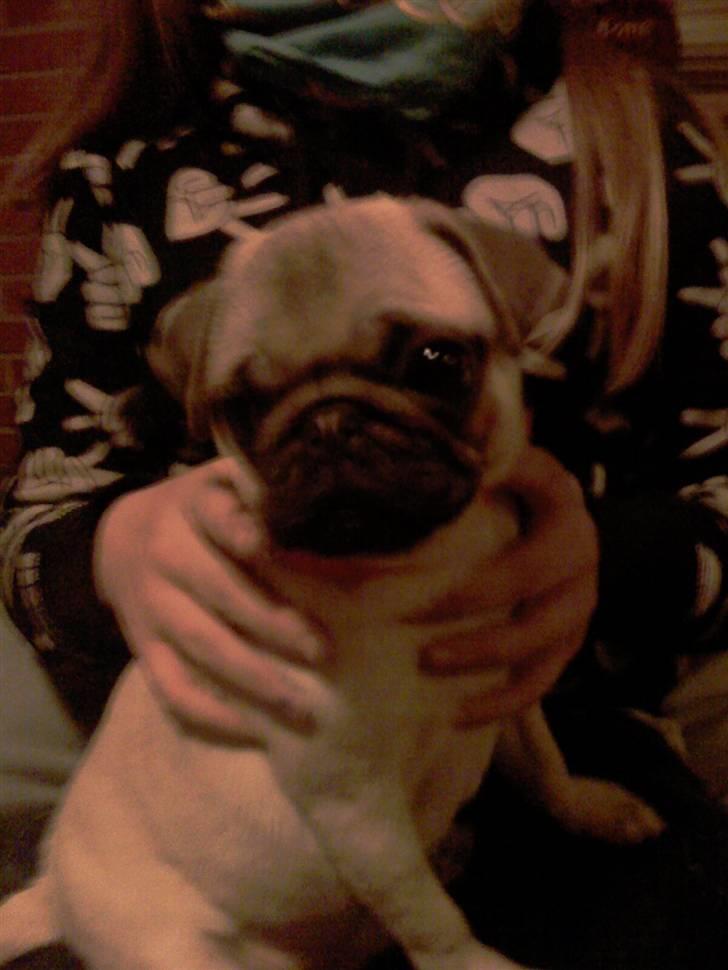 Mops Manse billede 4