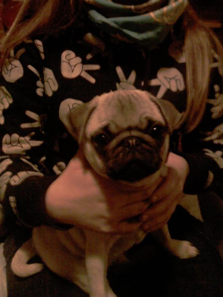 Mops Manse billede 5