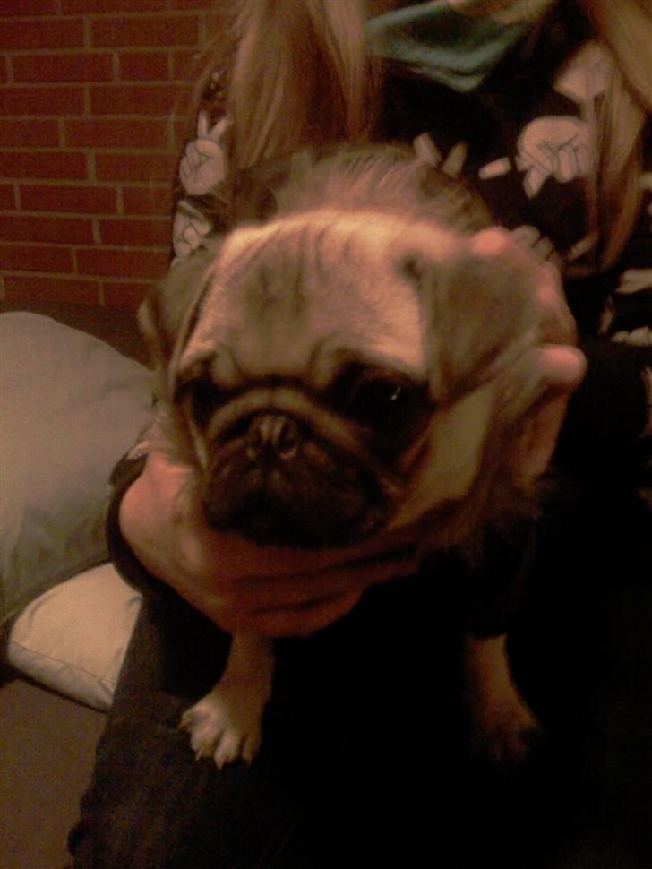 Mops Manse billede 6