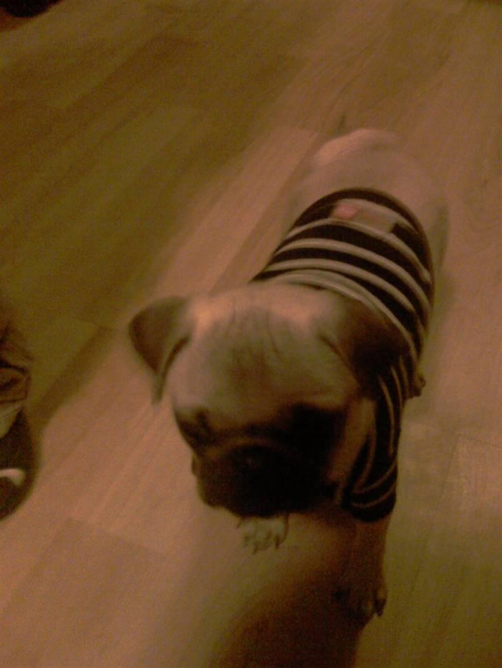 Mops Manse billede 7