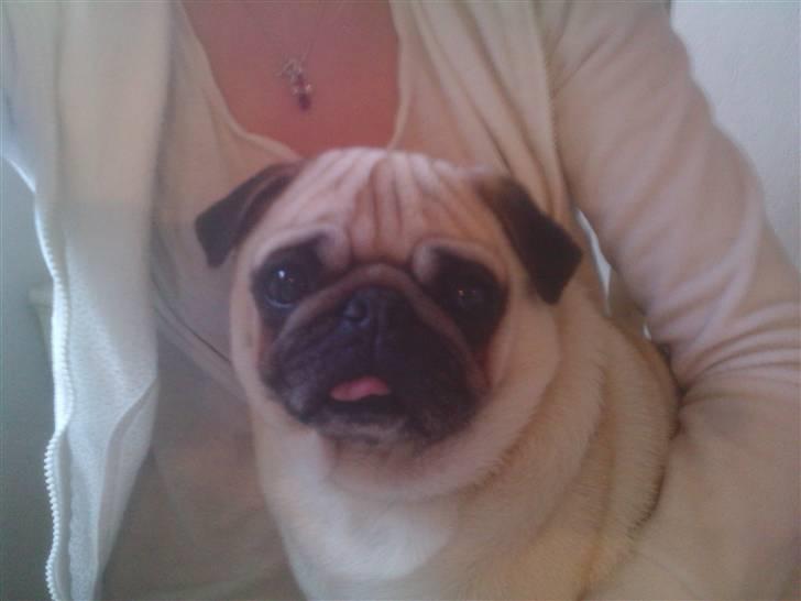 Mops Manse billede 8