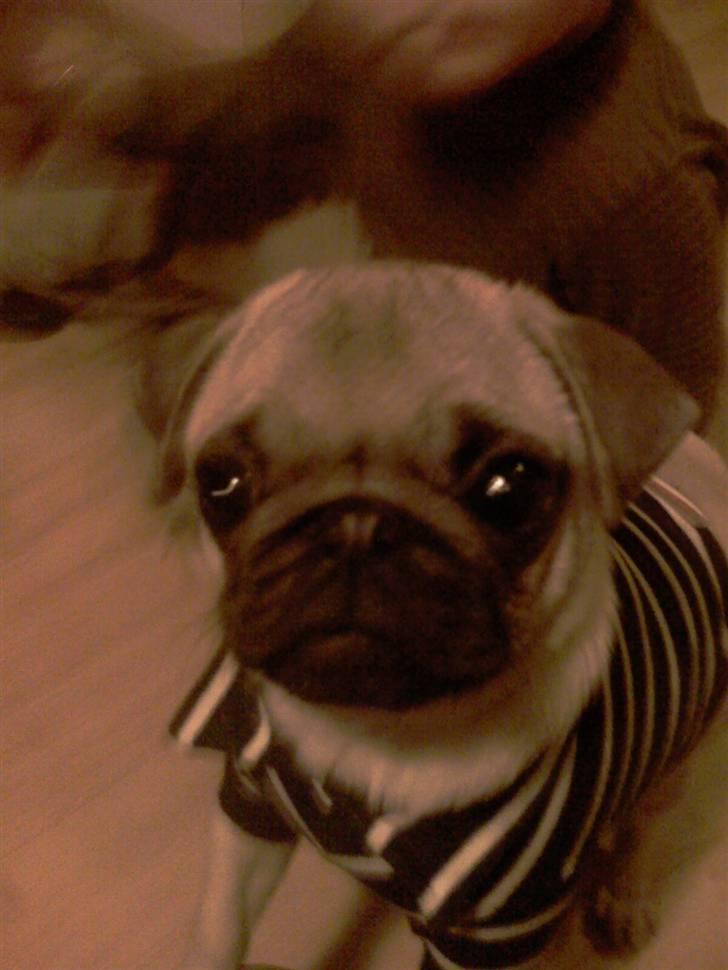 Mops Manse billede 9