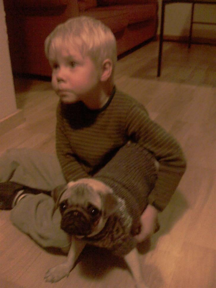 Mops Manse billede 10