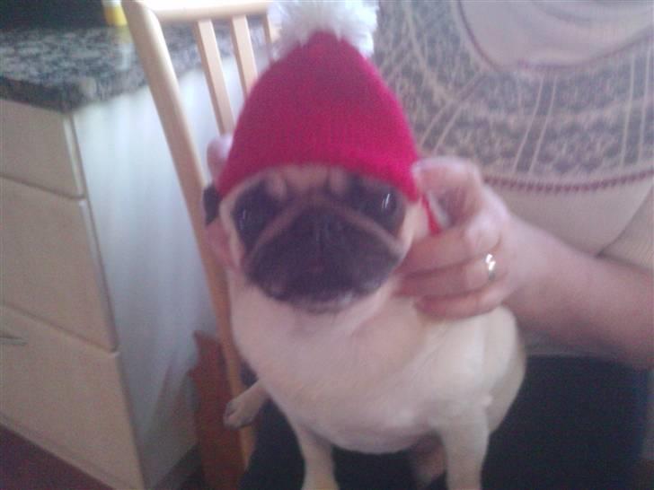 Mops Manse billede 11