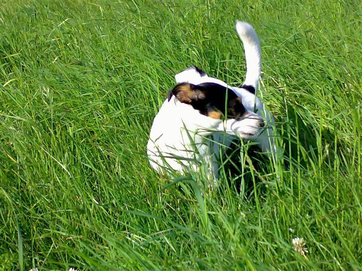 Jack russell terrier Theills Tikki - Tikki sommer 07 billede 18