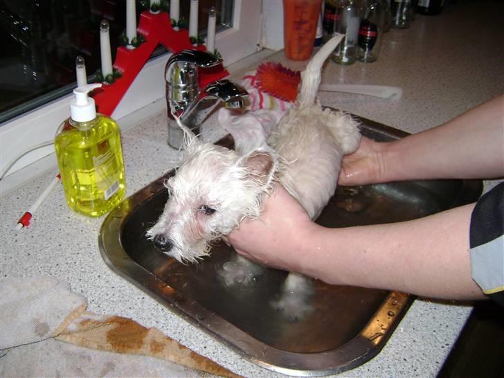 West highland white terrier Rødebros Balou - Vand   øv billede 7