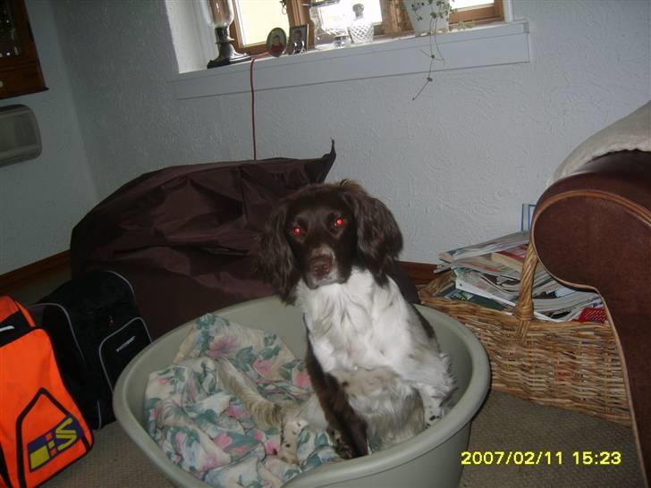 Field spaniel spif<3 ( nye billeder ) - det min lille spiffer billede 1