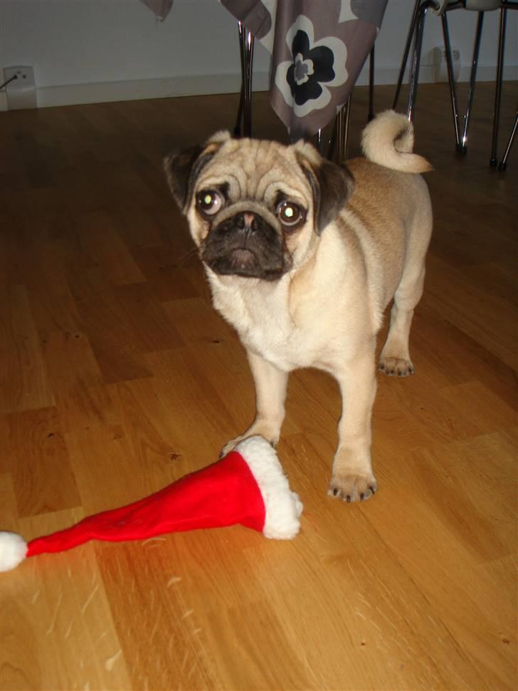 Mops Cosmo - Cosmos første jul :O) billede 16
