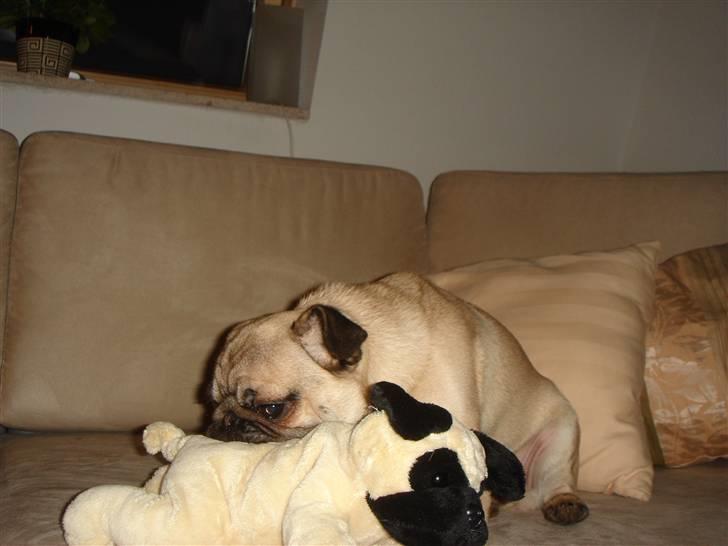 Mops Cosmo - Cosmo har fået en ny mops bamse... billede 17