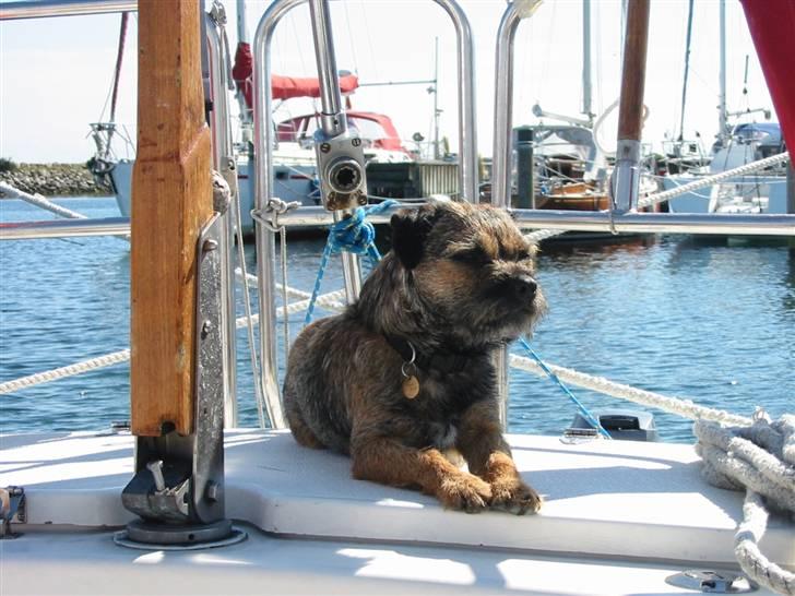 Border terrier Malthe billede 1