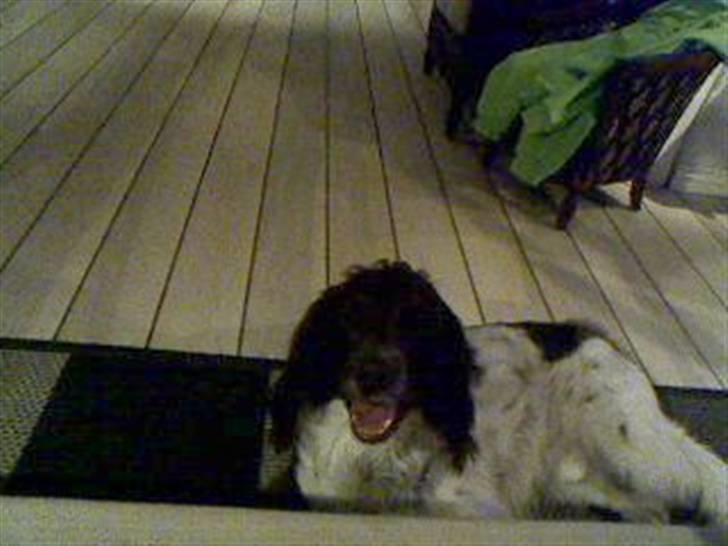 Field spaniel spif<3 ( nye billeder ) - han hygger <´3333 billede 4
