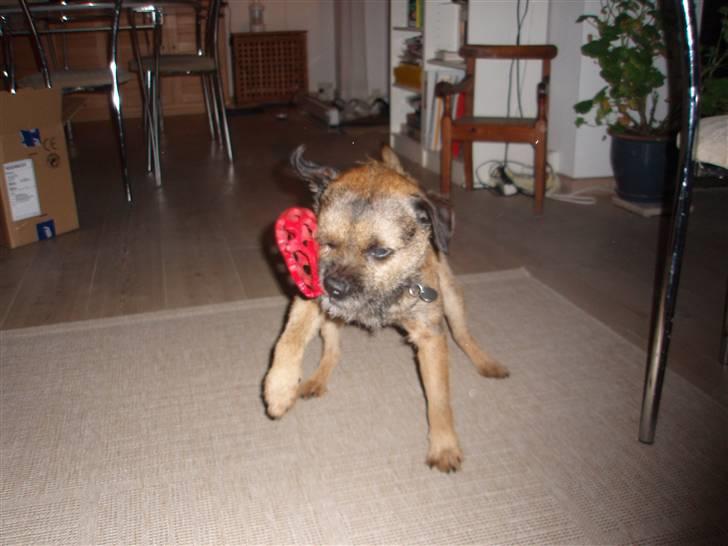 Border terrier Malthe billede 2