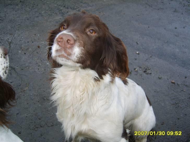 Field spaniel spif<3 ( nye billeder ) - min skaht som hvalp<3 billede 5
