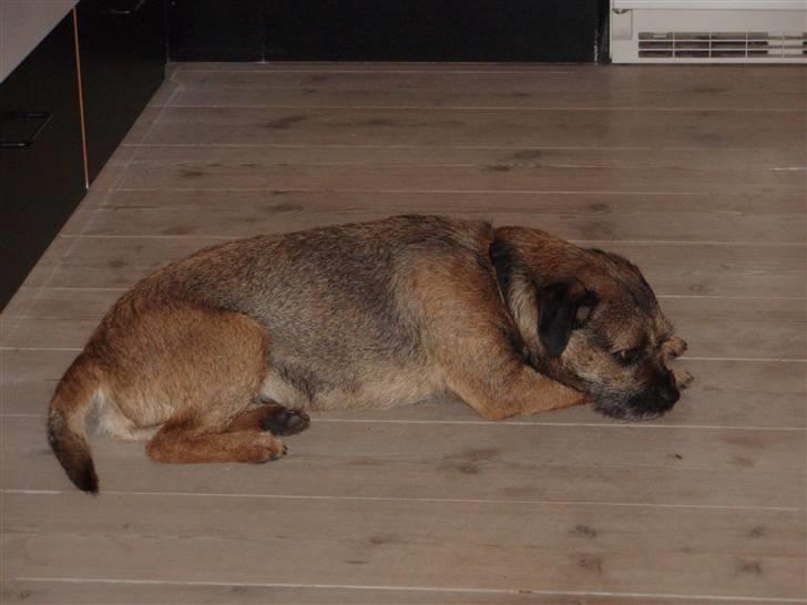 Border terrier Malthe billede 3