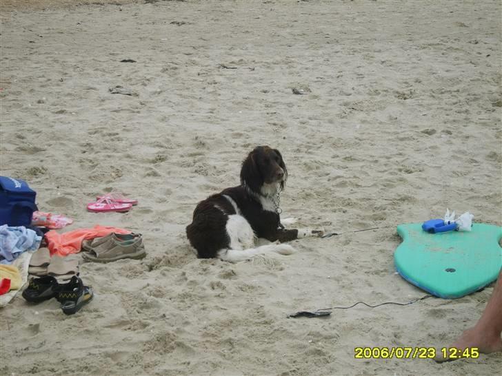 Field spaniel spif<3 ( nye billeder ) - øv! nu må jegikk mere): billede 6