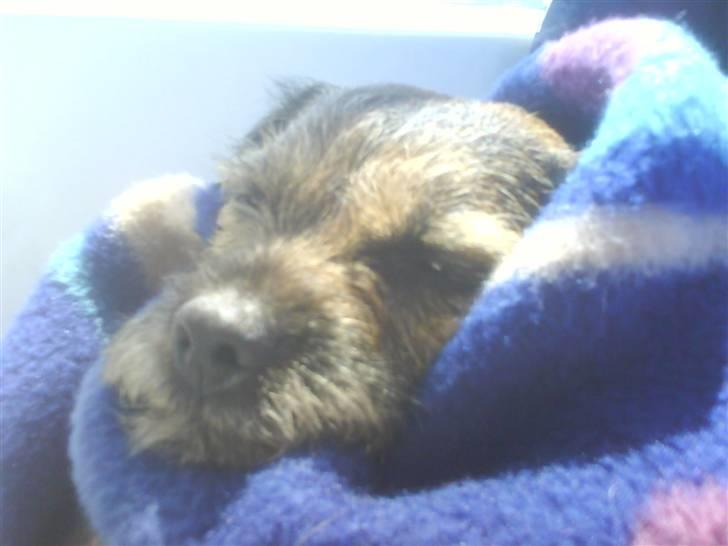 Border terrier Malthe billede 4