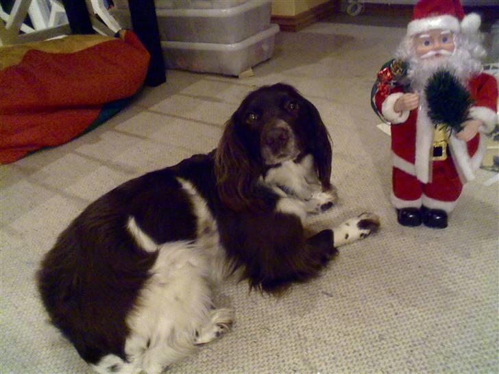Field spaniel spif<3 ( nye billeder ) - spiffer elsker julemanden haha! billede 7