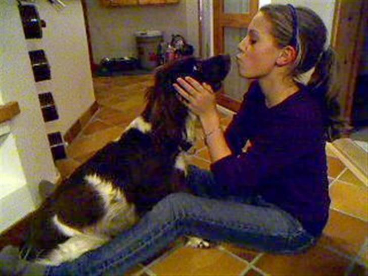 Field spaniel spif<3 ( nye billeder ) - vi kysserXD billede 8