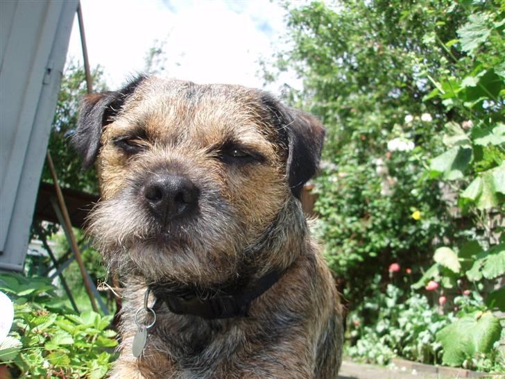 Border terrier Malthe billede 5