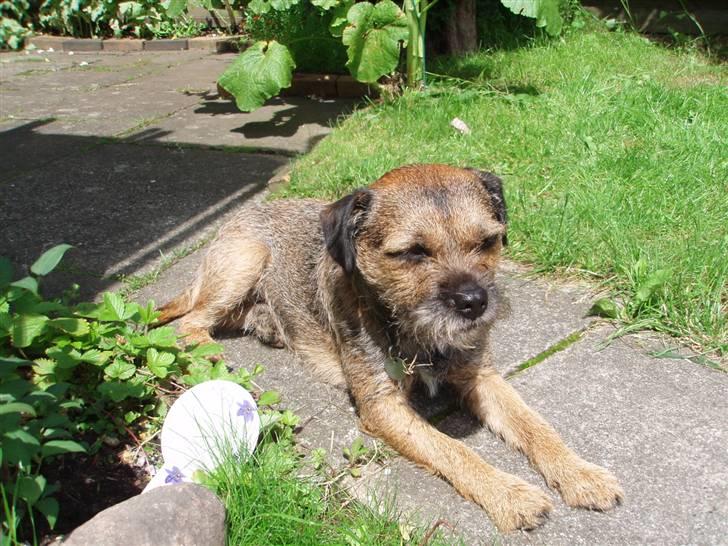 Border terrier Malthe billede 6