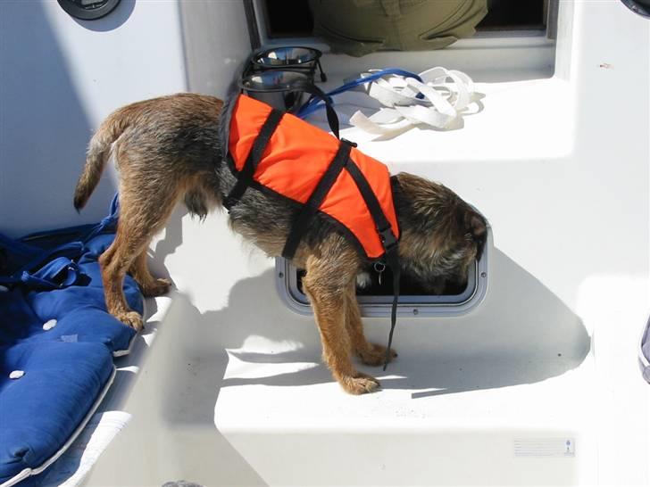 Border terrier Malthe billede 7