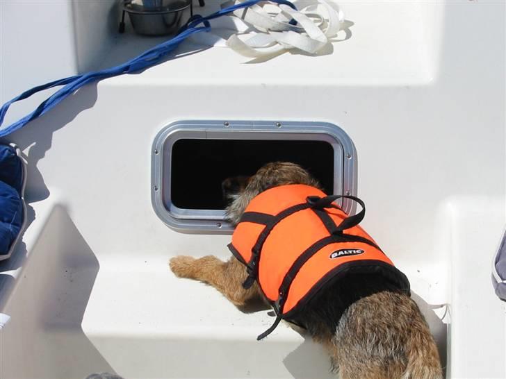 Border terrier Malthe billede 8