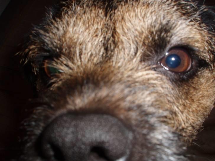 Border terrier Malthe billede 9