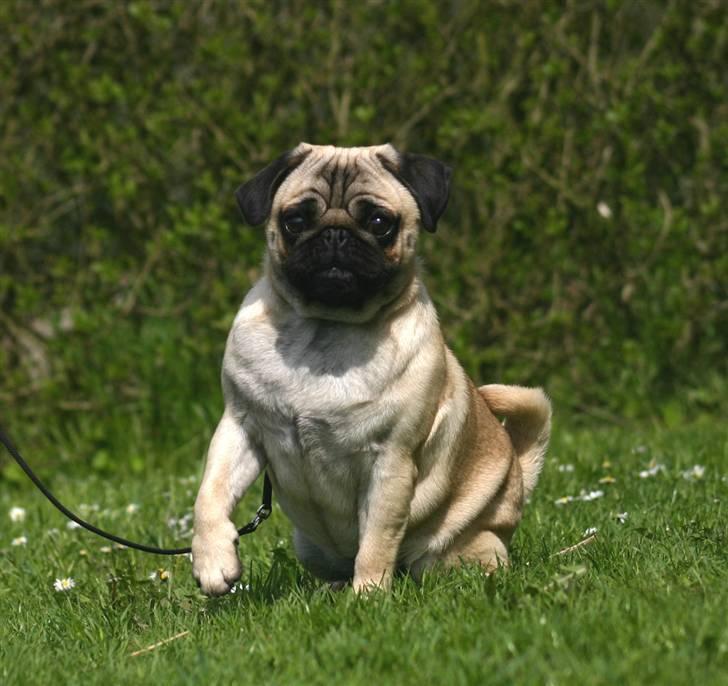 Mops ¤ Kisci Audrey Hepburn ¤ - 4-1-08* billede 6