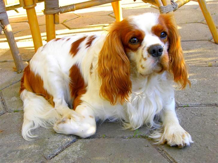 Cavalier king charles spaniel Zimba - Hvor er du fin Zimba, -Du skulle vel aldrig have en godbid til mig der vel ? billede 16