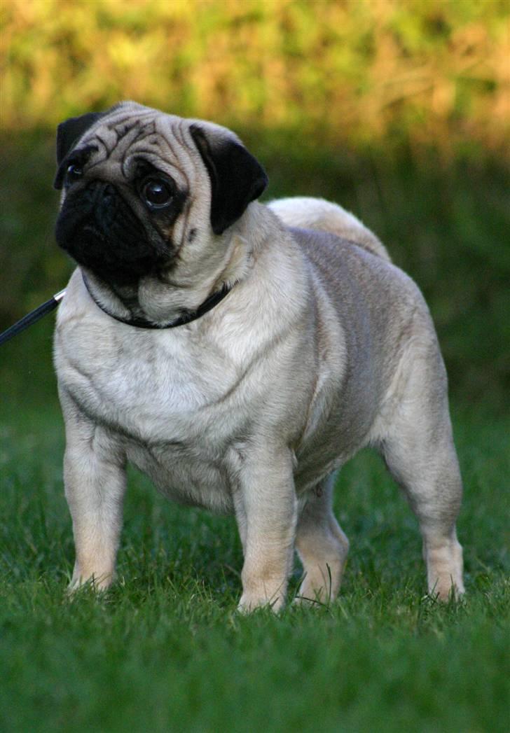 Mops ¤ Kisci Audrey Hepburn ¤ - 21/11 - 08 billede 7