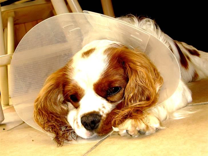 Cavalier king charles spaniel Zimba - Efter Zimbas operation ..  billede 17