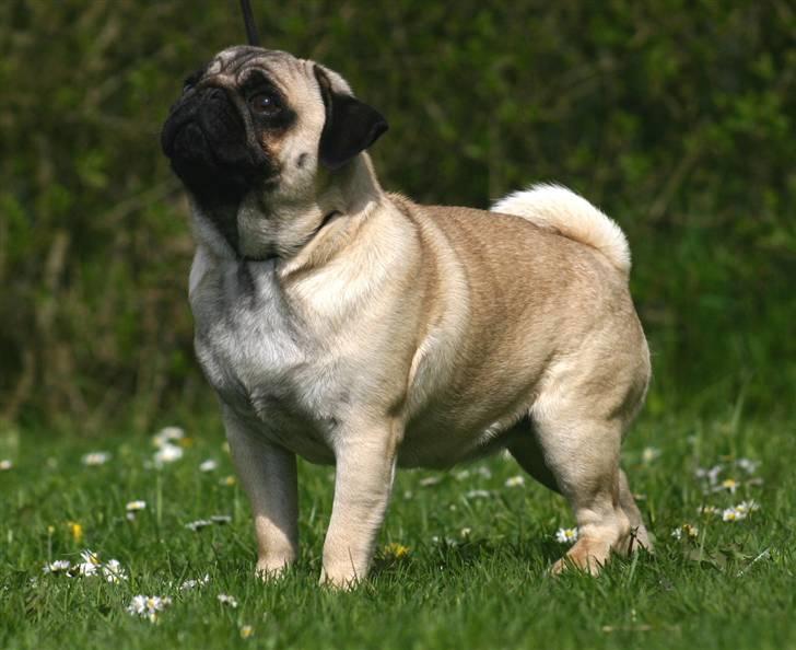 Mops ¤ Kisci Audrey Hepburn ¤ - Altså...... Moar.. jeg vil hellere lege med Humphrey... billede 8