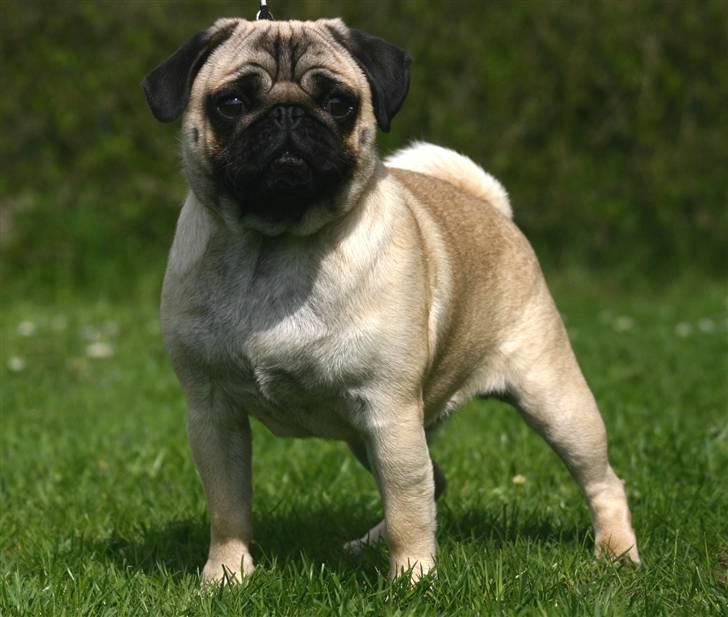 Mops ¤ Kisci Audrey Hepburn ¤ - Søde Audrey Hepburn <3 billede 9