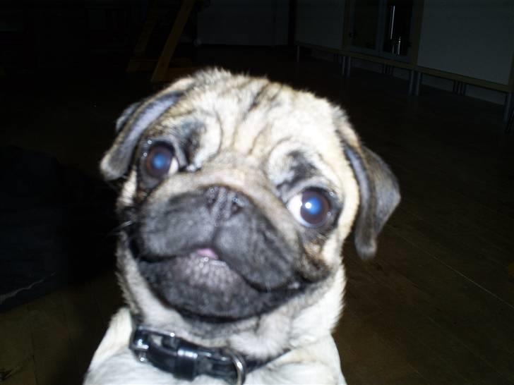 Mops ¤ Kisci Audrey Hepburn ¤ - *smil* billede 10