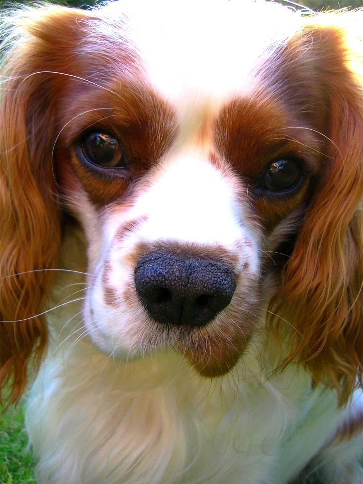 Cavalier king charles spaniel Zimba - Må jeg ikke nok moaar ? - tak fordi du kiggede . billede 18