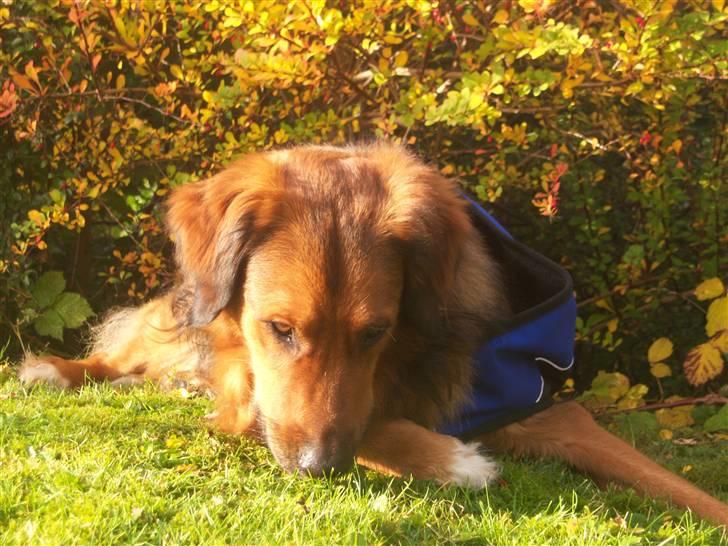 Blanding af racer Baloo - Super Loppen billede 1