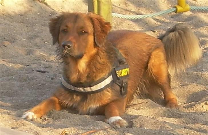 Blanding af racer Baloo - Super Loppen - Sand-Loppen billede 2