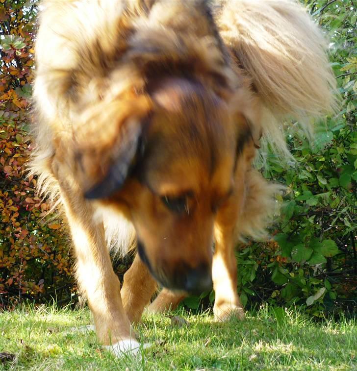 Blanding af racer Baloo - Super Loppen billede 3