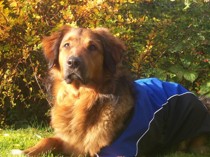 Blanding af racer Baloo - Super Loppen billede 4