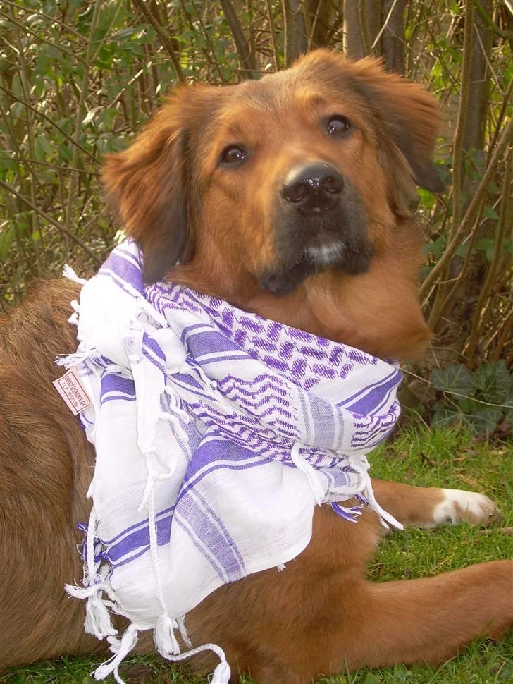 Blanding af racer Baloo - Super Loppen billede 5