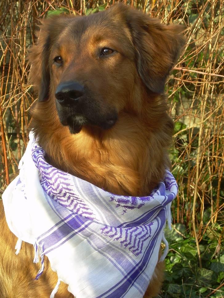 Blanding af racer Baloo - Super Loppen billede 6