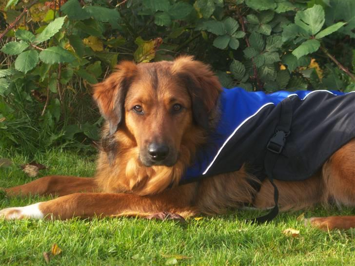 Blanding af racer Baloo - Super Loppen billede 7