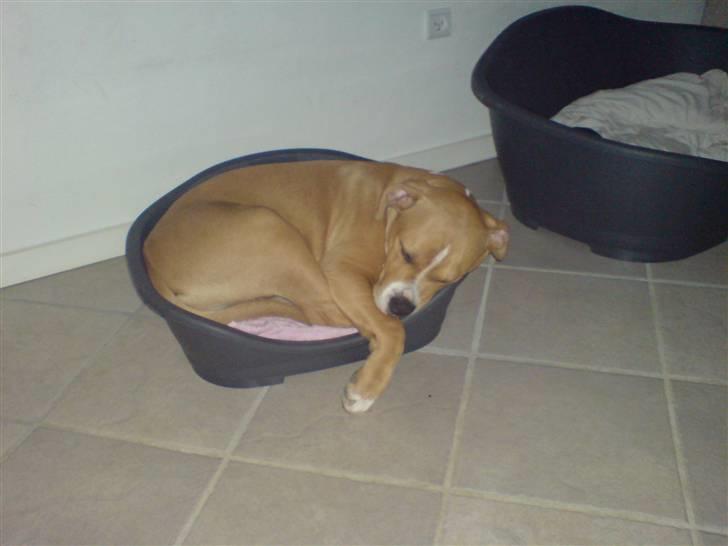 Blanding af racer Buller(Har fået nyt hjem) billede 9