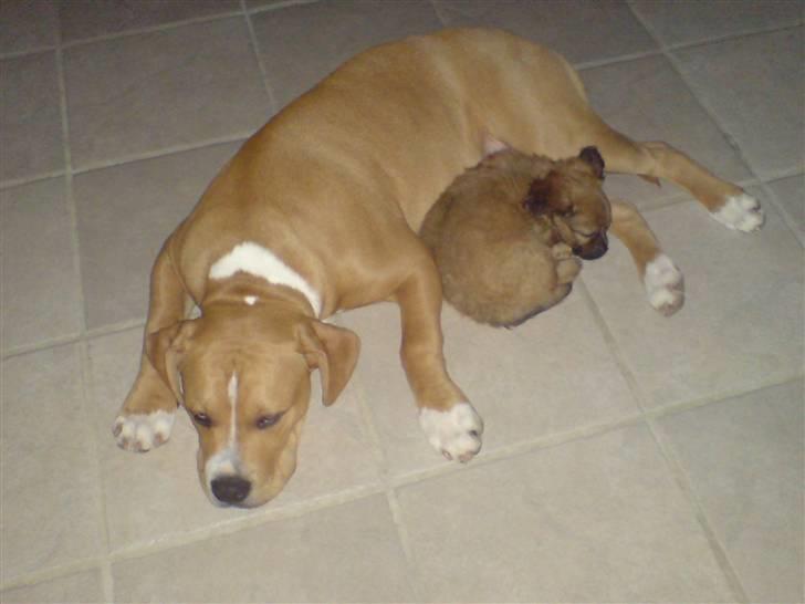 Blanding af racer Buller(Har fået nyt hjem) billede 10