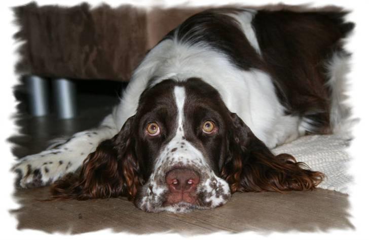 Engelsk springer spaniel Monty billede 1