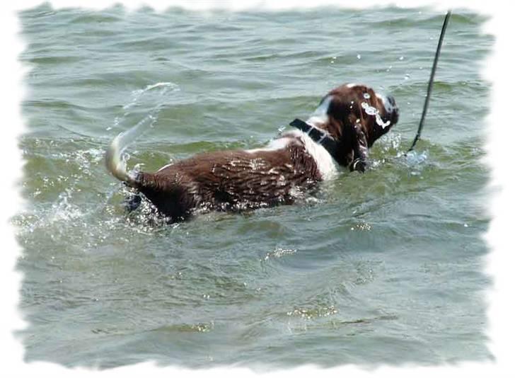 Engelsk springer spaniel Monty billede 2