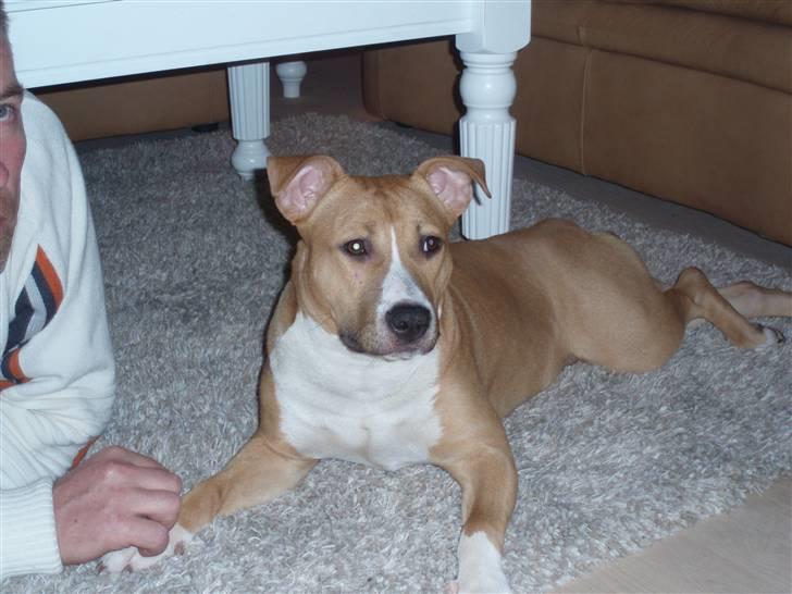 Amerikansk staffordshire terrier jessie billede 8