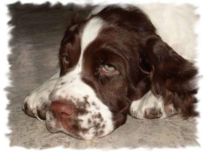 Engelsk springer spaniel Monty billede 3